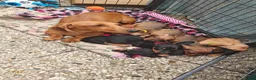 Teckel (korthaar)  honden te koop: Dwergteckel pups. Beide ouders aanwezig.  - Advertentie 1