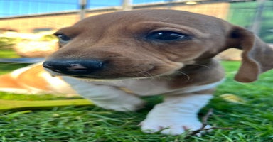 Kruising honden - Advertentie 7