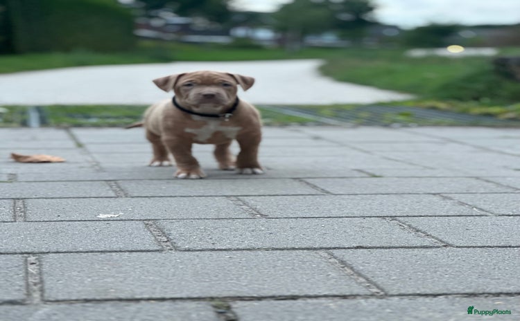 Amerikaanse Bully honden - Advertentie 4