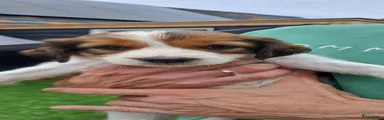Kooikerhondje 7