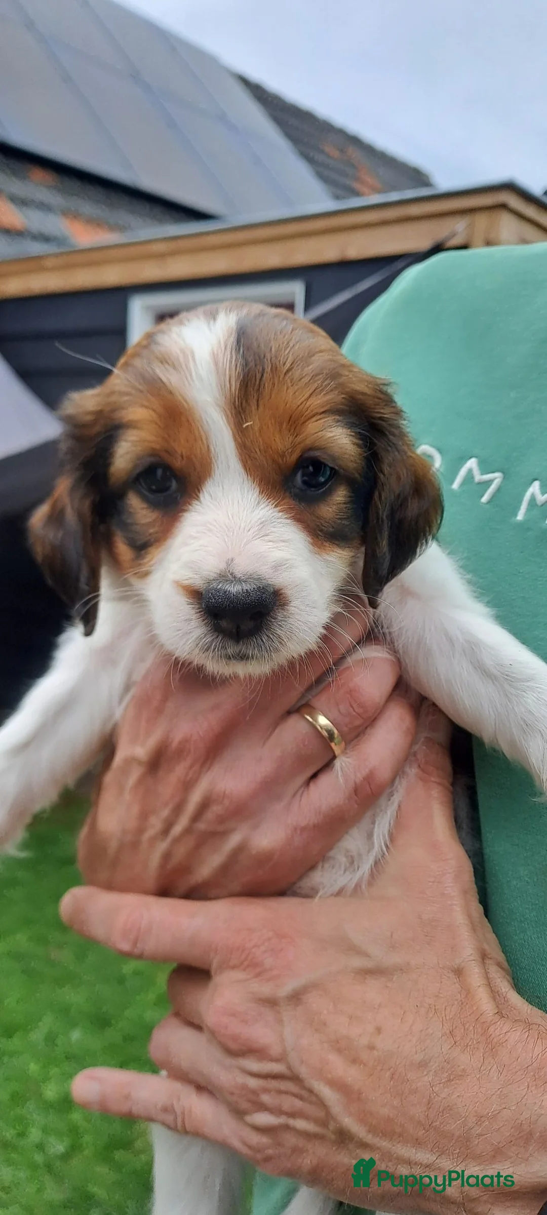 Kooikerhondje honden te koop: Kooiker pups met stamboom - Advertentie 2