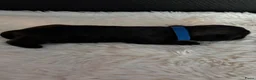 Kruising honden te koop: Mooie pups boomer/Shih tzu - Advertentie 4