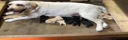 Labrador Retriever honden te koop: De ouders zijn van Uitmuntende afstamming! - Advertentie 6