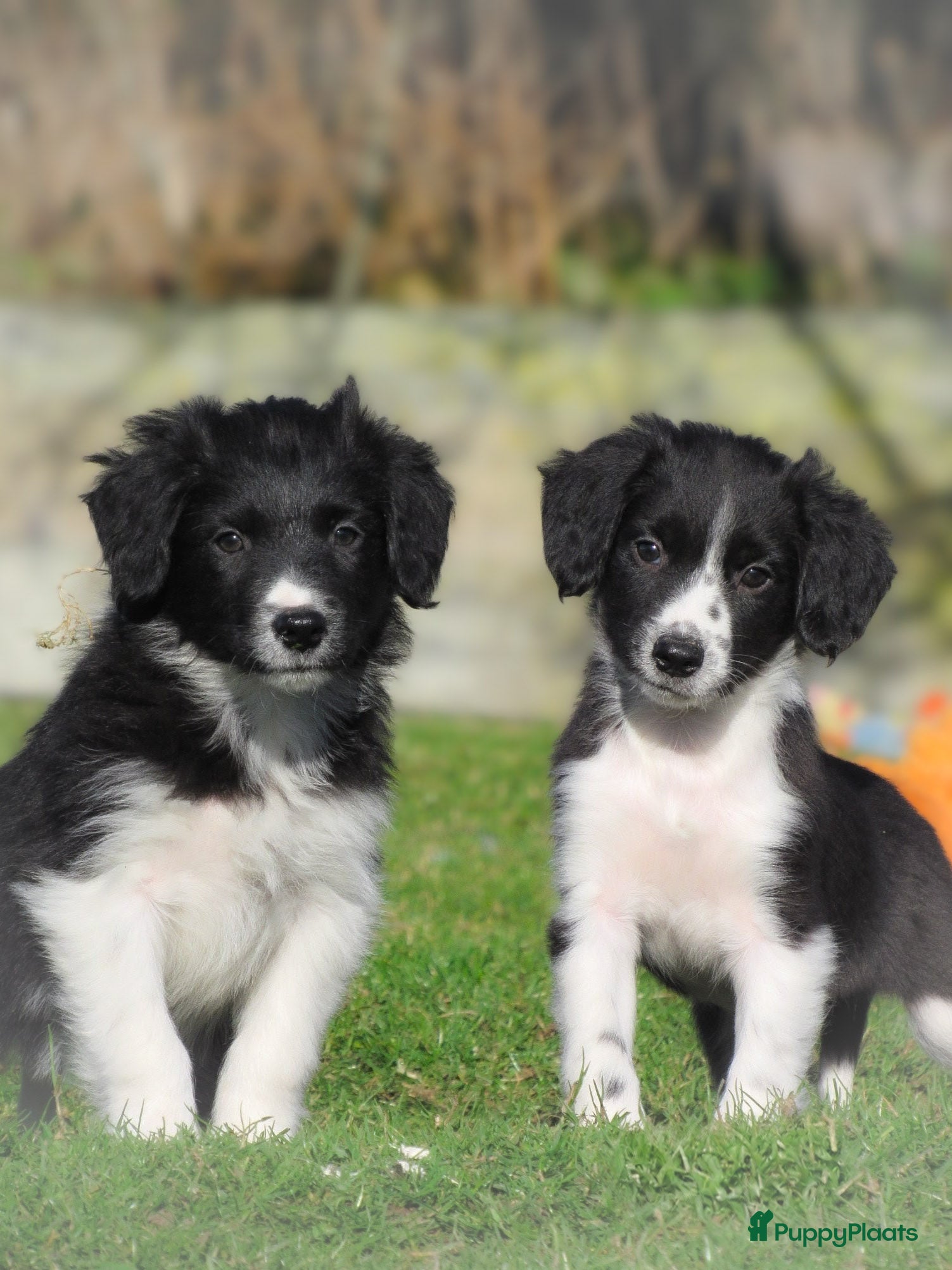 Border Collie honden Enthousiaste border collie x friese stabij pups  - Advertentie 2
