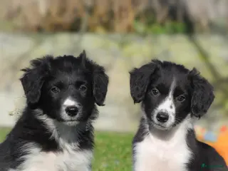 Border Collie honden Enthousiaste border collie x friese stabij pups - Advertentie 2