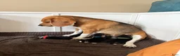 Beagle honden te koop: Prachtige raszuivere Beagle pups in Zandvoort - Advertentie 6
