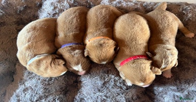 Nova Scotia Duck Tolling Retriever honden - Advertentie 4