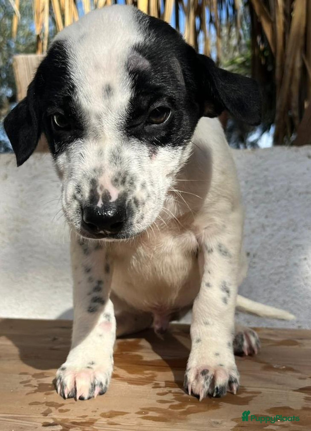 Kruising honden ter adoptie: Gunter zoekt een  vriendje voor het leven  - Advertentie 9