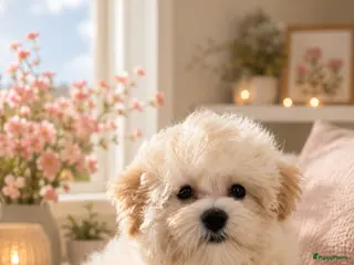 Maltipoo honden Mini maltipoo teefjes puber - Advertentie 4