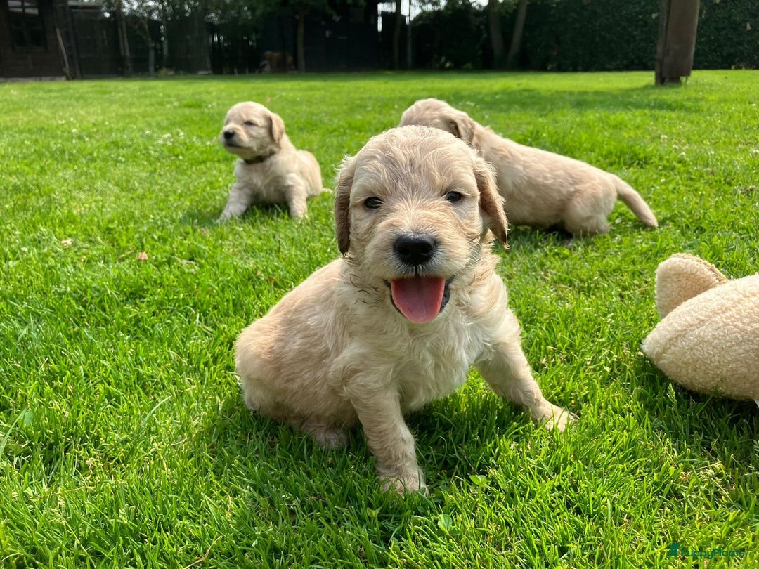 Goldendoodle honden te koop: F1 Goldendoodle pups - Afbeelding 6