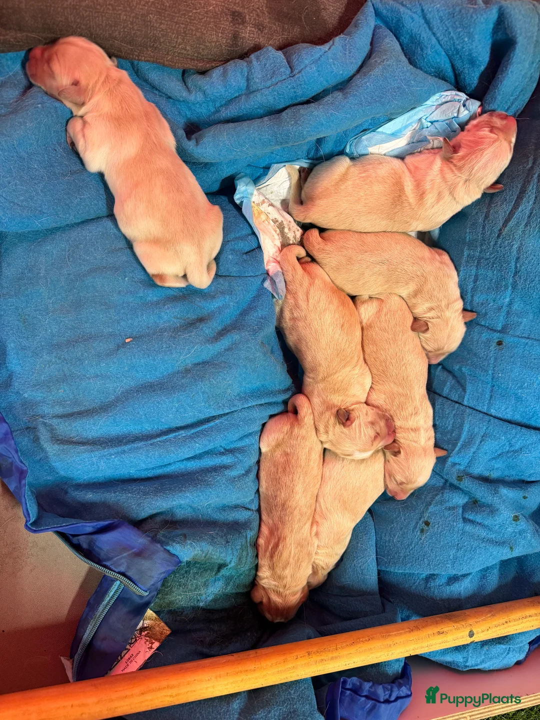 Kruising honden te koop: Prachtige Pups echt uit liefde geboren. ❤️🐶 - Advertentie 2