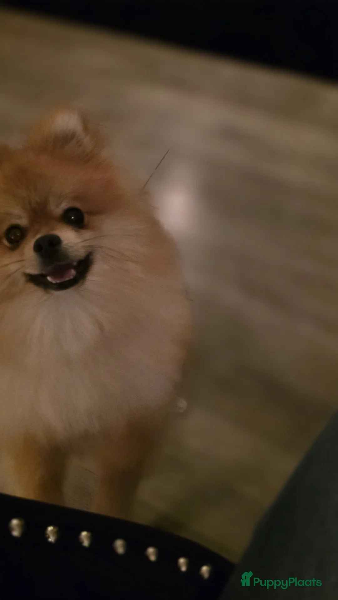 Pomeriaan honden ter dekking: dekreu met stamboom🥰 - Advertentie 5