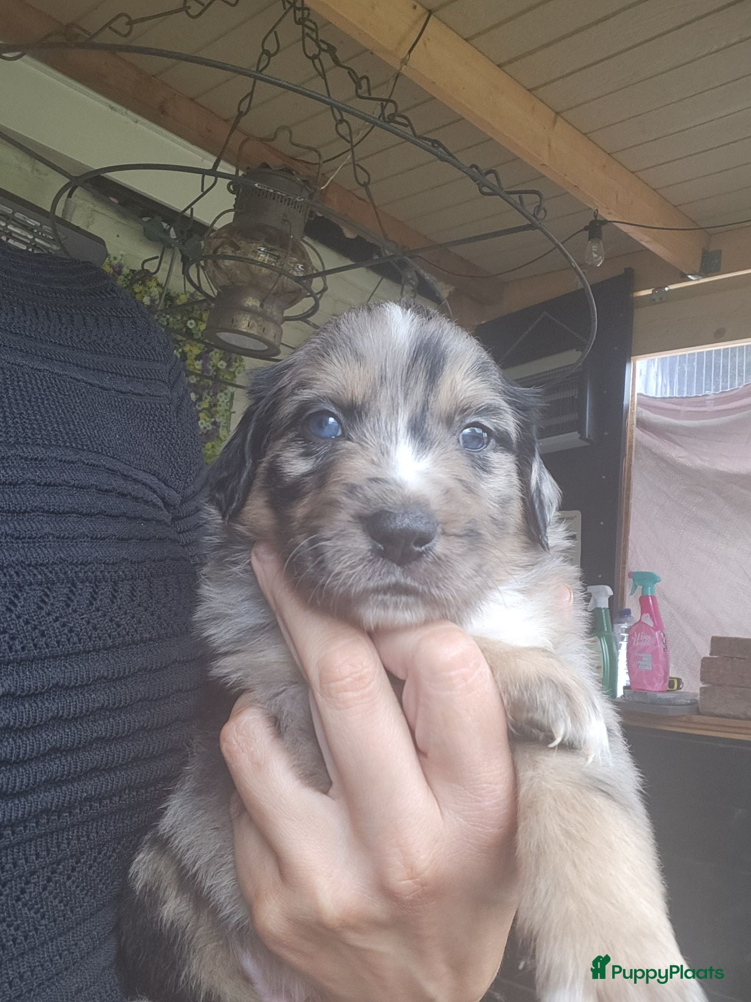 Kruising honden Mooie golden aussie pups - Advertentie 1