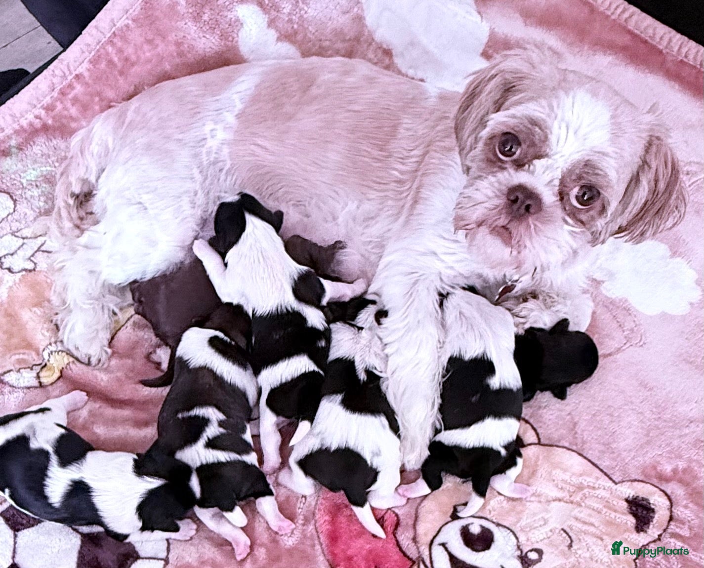 Shih Tzu honden Puppies te koop - Advertentie 1