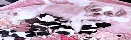 Shih Tzu honden te koop: Puppies te koop - Advertentie 1