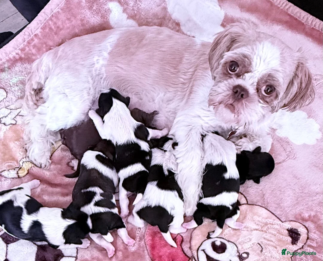 Shih Tzu honden te koop: Puppies te koop - Advertentie 1