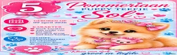 Pomeriaan honden te koop: Schattige Pommeriaan Puppy's  - Advertentie 13