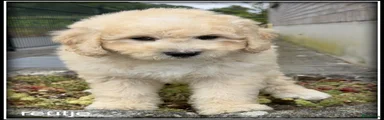 Labradoodle 9