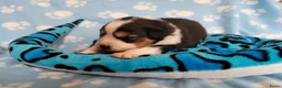 Australian Shepherd honden te koop: Australian Shepherd pupje met FCI stamboom - Advertentie 11