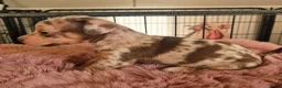 Jack Russel Terriër honden te koop: Mini merle jackrussels in Zwartewaal - Advertentie 37