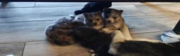 Pomsky honden te koop: Unieke Pomsky Pups - Advertentie 9
