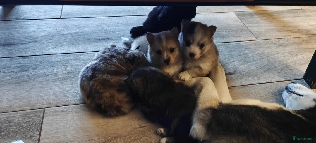 Pomsky honden te koop: Unieke Pomsky Pups - Advertentie 9