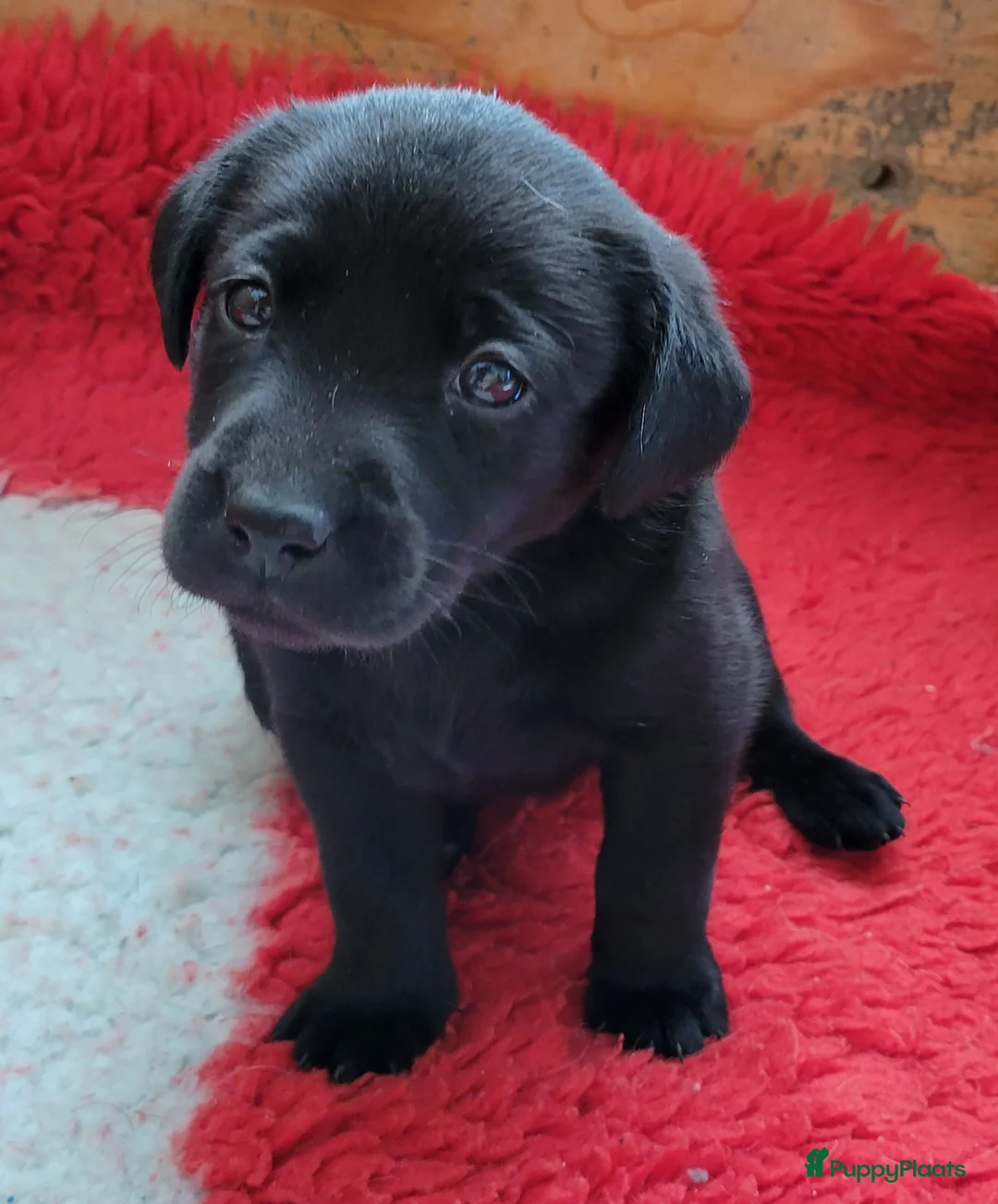 Labrador Retriever honden te koop: STAMBOOM ZWARTE EN BLONDE FIELDTRIAL LABRADOR PUPS - Advertentie 6