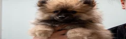 Kruising honden te koop: 4 Prachtige Keeshond/Pomeriaan pups (Oranje-Sabel) in Den Haag - Advertentie 13