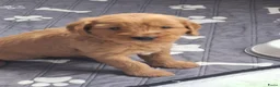 Kruising honden te koop: Cockapoo x Australian labradoodle - Advertentie 9