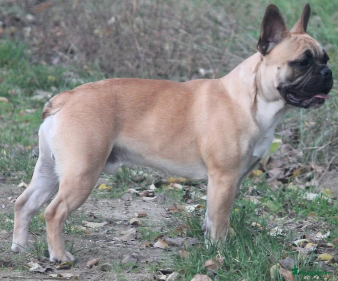 Franse Bulldog honden te koop: Franse bulldog raszuiver FCI (geteste ouders)  - Advertentie 2