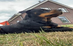 Rottweiler honden te koop: Nog 3 super lieve rottweiler reutjes. - Afbeelding 34