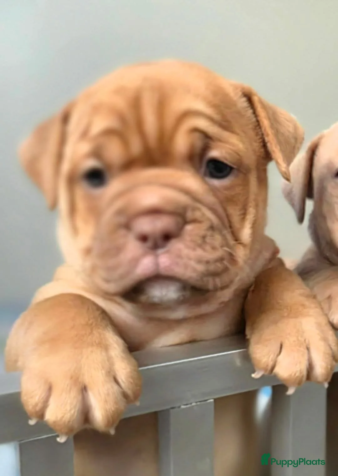 Old English Bulldog honden te koop: Laatste old english bulldog teefje - Advertentie 1