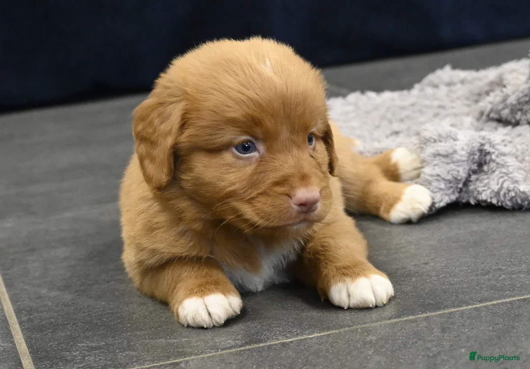 Nova Scotia Duck Tolling Retriever honden te koop: Speelse Nova Scotia Duck Tolling Retriever pups  - Advertentie 20