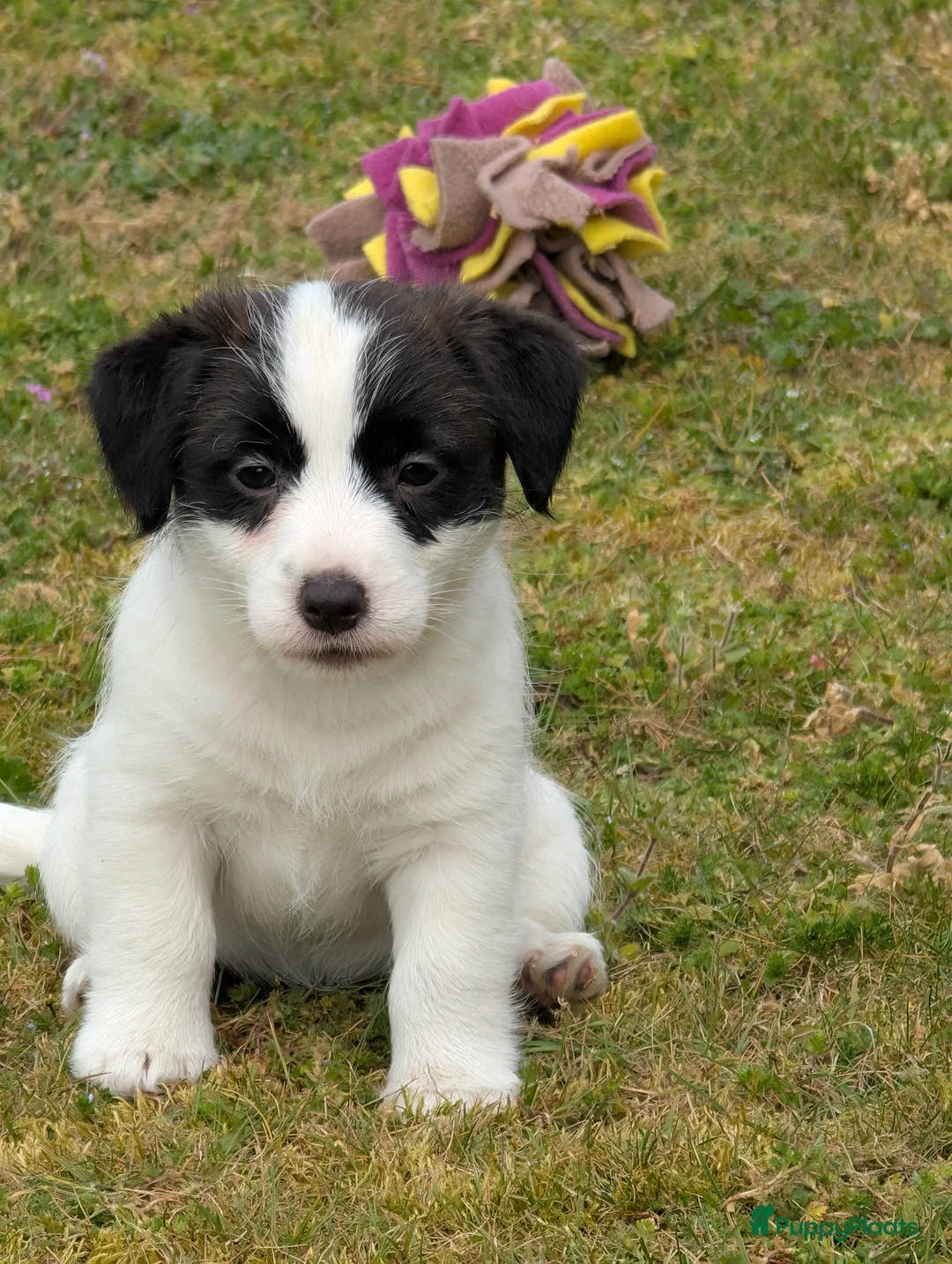 Jack Russel Terriër honden te koop: Lieve Jack Russell pups met stamboom  - Advertentie 1