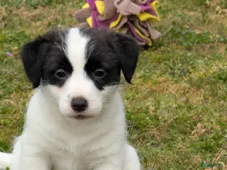 Jack Russel Terriër honden Lieve Jack Russell pups met stamboom - Advertentie 7