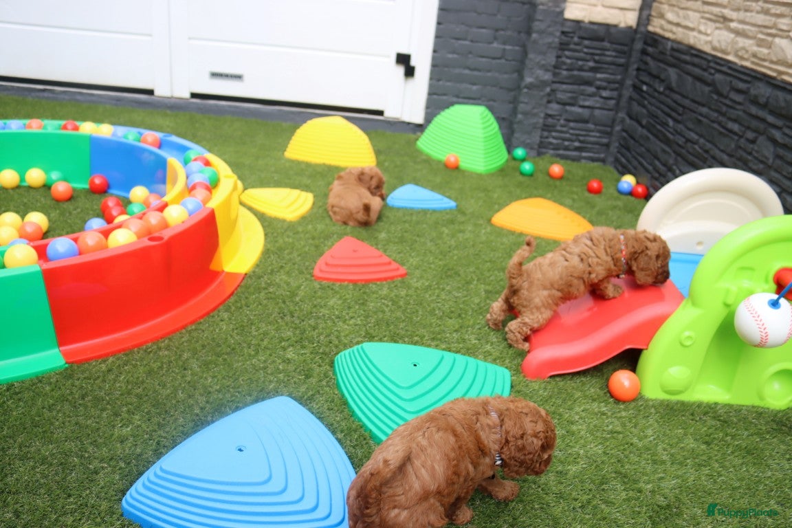 Australian Labradoodle honden te koop:  6 lieve Mini/medium Australian labradoodle pups - Advertentie 21