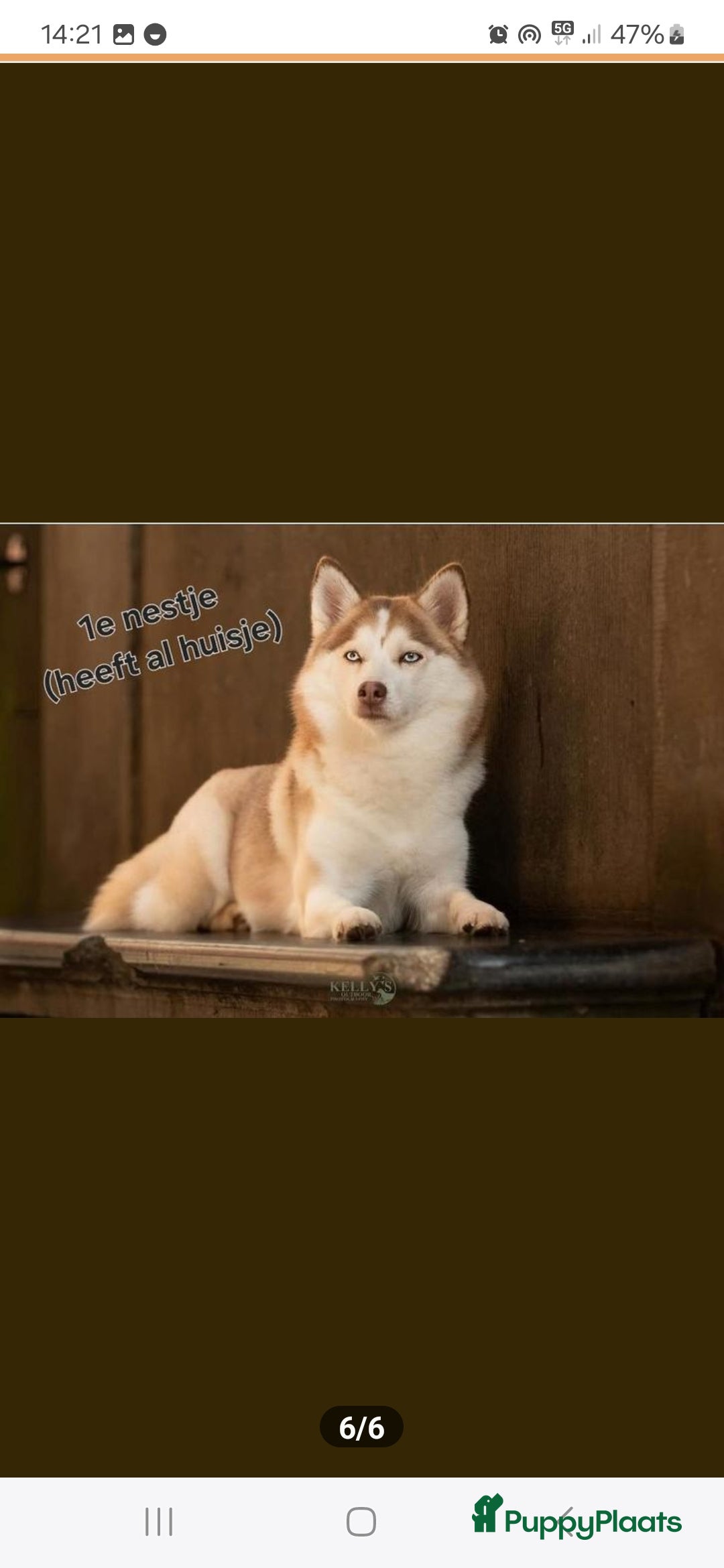 Pomsky honden te koop: Pomsky f3b pups (75%Husky 25%pomarian  - Advertentie 4