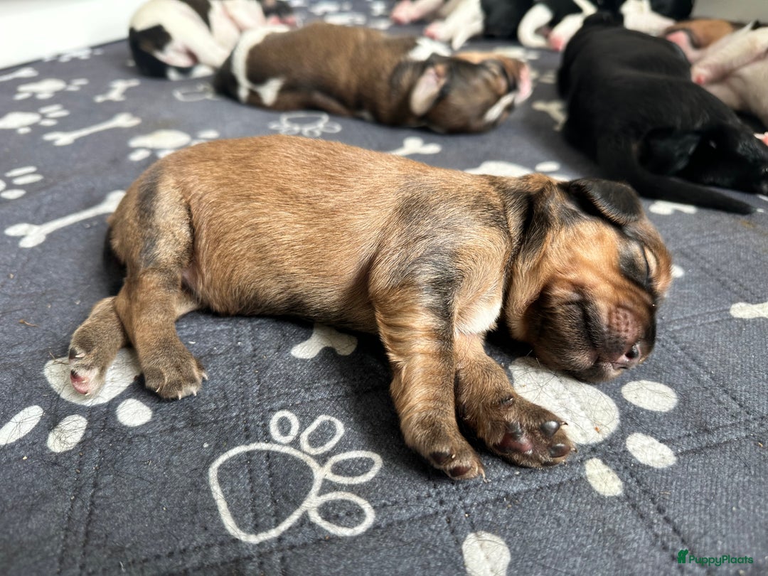 Kruising honden te koop: Nog 2 knuffelbare kruising puppy’s beschikbaar  - Afbeelding 34