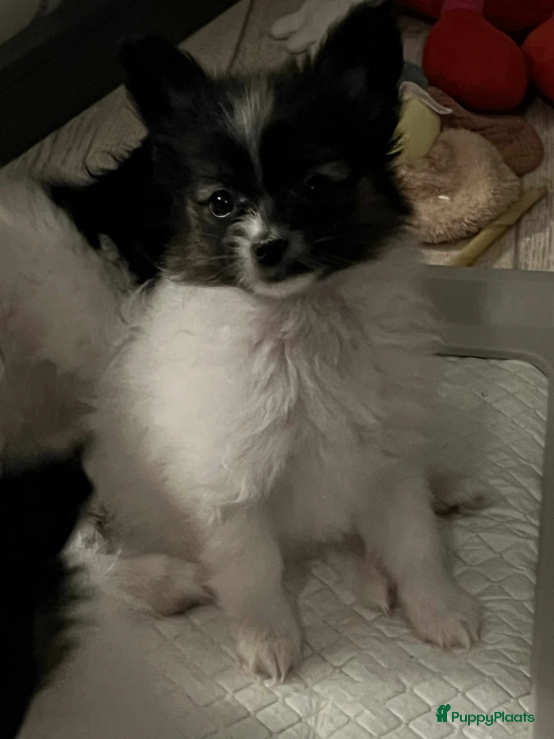 Vlinderhondje honden te koop: Papillon (vlinderhondjes) met FCI stamboom - Advertentie 3