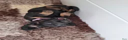 Teckel (langhaar) honden te koop: Prachtige Black en Tan pups - Advertentie 11