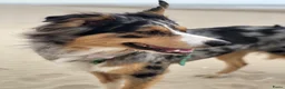 Aussiedoodle honden te koop: Aussiedoodle Aussie/Toy poedel - Advertentie 20