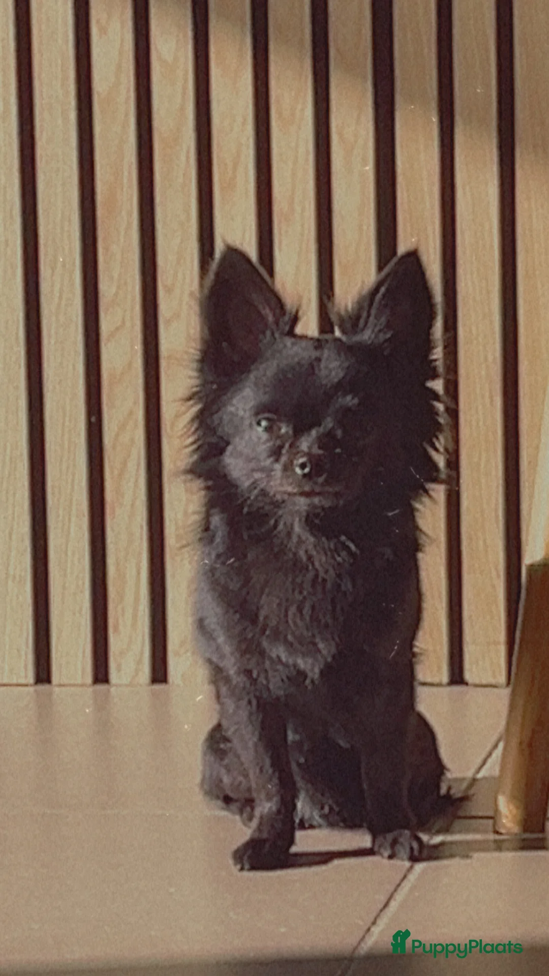 Kruising honden te koop: Coco te koop - Advertentie 2