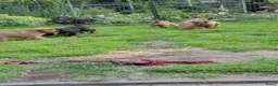 Kruising honden te koop: Rottweiler x moskovitische waakhond in De Westereen - Advertentie 4