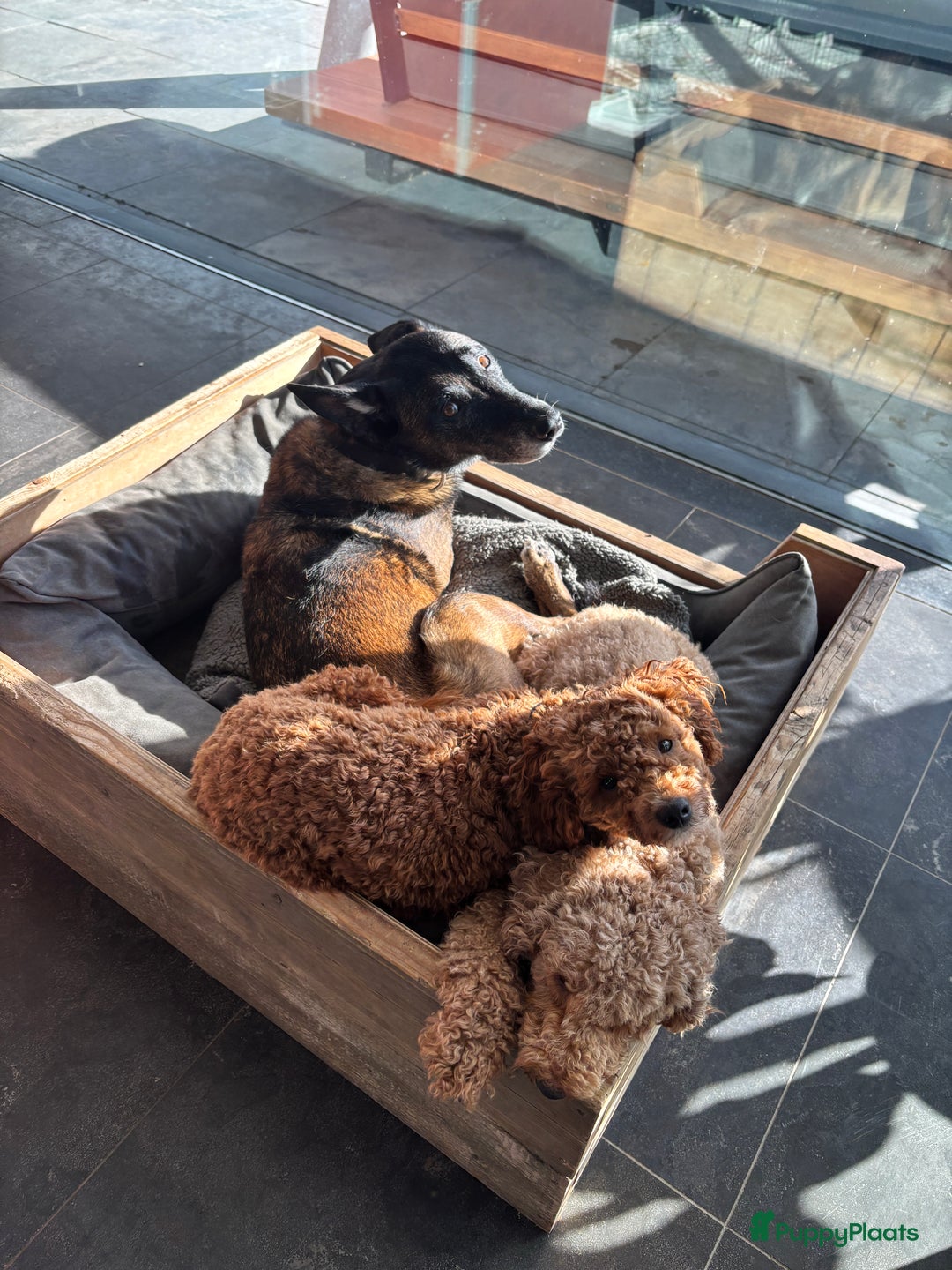 Labradoodle honden te koop: Mini labradoodle te koop - 1 teefje beschikbaar - Advertentie 12