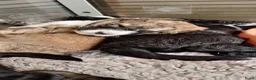 Bernedoodle honden te koop: unieke Bernedoodle pups - Advertentie 11