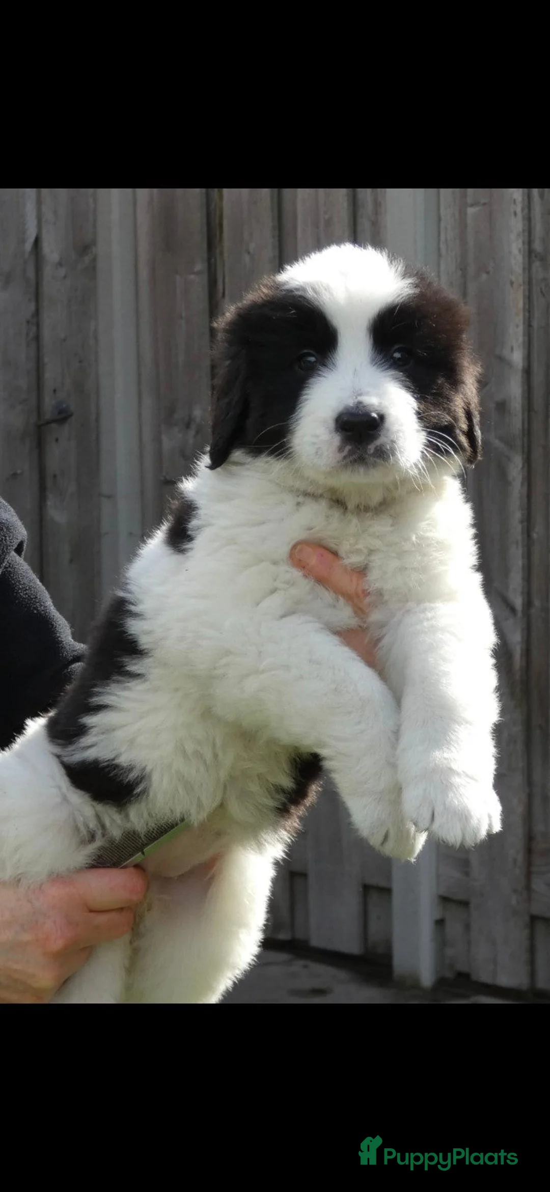Landseer ECT honden te koop: Landseer pup  - Advertentie 2