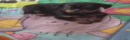 Kruising honden te koop: Prachtige Griffonshires - Advertentie 3