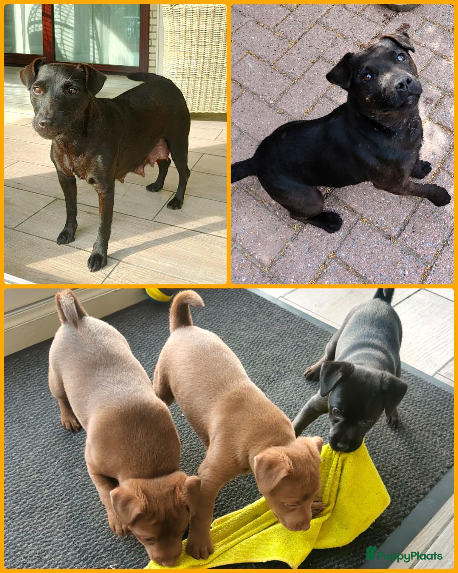 Patterdale Terrier honden te koop: raszuivere " rode " patterdale pups - Advertentie 1