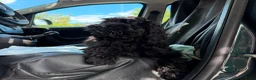 Cockapoo honden te koop: Amerikaanse Cockapoo pups - Advertentie 9