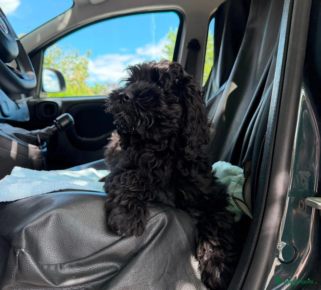 Cockapoo honden te koop: Amerikaanse Cockapoo pups - Advertentie 2